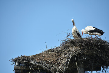 Two white storks. Ciconia. stork. wild bird. stork nest. a pair of birds in the nest. two storks. large wading, white beautiful bird. mating season. concept of love, family. close-up