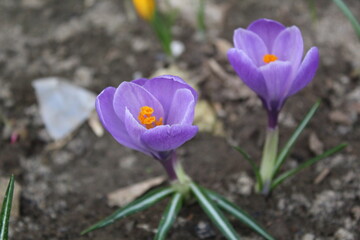 crocuses are yellow and lilac in the garden in spring