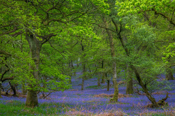 Fototapeta premium Kinclaven Bluebell Woods Perthshire Scotland