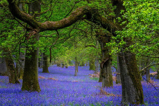 Kinclaven Bluebell Woods Perthshire Scotland