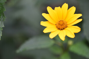 yellow chamomile flowers in the garden. yellow daisy on a beautiful blurred green background, close-up. yellow flowers on the flowerbed. floral background. bright chamomile in spring or summer.
