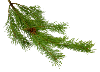 Beautiful fir tree branch with pine cones on transparent, png. Medicinal plants. Forest tree with cones.