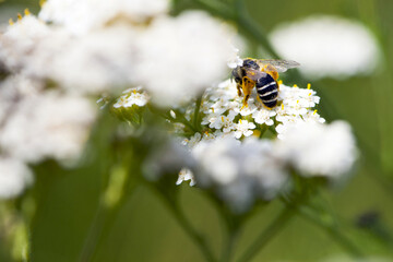 bee in yellow pollen on a background of white flowers. white wild flower Achillea millefolium and wild bee. honey bee collects nectar on yarrow flowers. close-up, bokeh, natural background