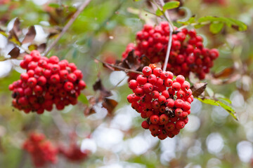 Mountain rowan ash branch berries on blurred background. Autumn harvest still life scene. Soft focus backdrop photography. Copy space. red berries of overripe rowan. close-up