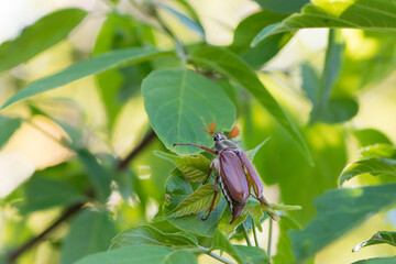 Melolontha. Cockchafer Melolontha Scarabaeidae, crawling on green leaves in natural environment. a large insect in the wild. garden pest. May beetle sits on leaves. isolated, natural background, macro