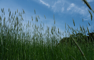 
Close-up of barley ears, green ears