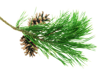 Beautiful fir tree branch with pine cones on transparent, png. Medicinal plants. Forest tree with...