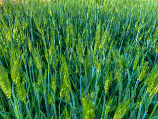 
Close-up of barley ears, green ears