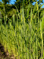 
Close-up of barley ears, green ears