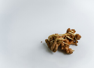 seed ginger, Sprouted ginger close-up, white background