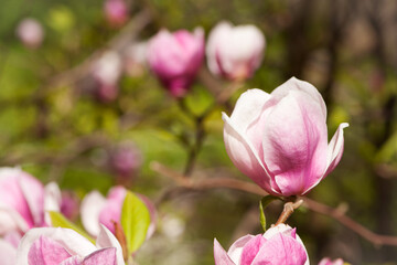 Fototapeta premium Magnolia. spring magnolia flowers, natural abstract soft floral background. beautiful flowers, delicate magnolia, in the garden or park. pink flower on green natural background. close-up
