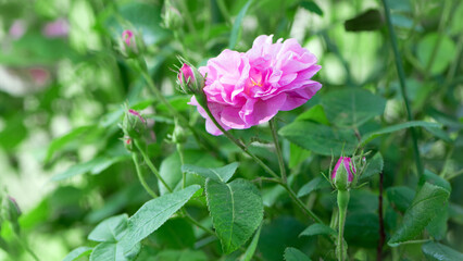 pink rose flower background. Red roses on a bush in the garden, close-up. delicate pink rose flower with green leaves. Red Rose Magic. beauty in the garden. concept of romance, gift