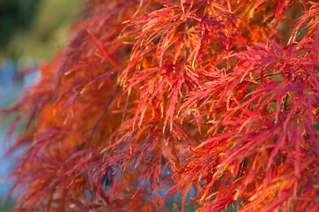 Acer palmatum. closeup of autumn leaves in a Japanese garden maple which has fine leaves. red leaves. natural background. autumn theme, beautiful season. Enkan. selective focus