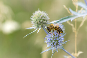 bee collecting nectar from a thorny wildflower close-up. honey bee on the meadow plant Eryngium. macro photo of an insect in nature. natural background, place for text, bokeh