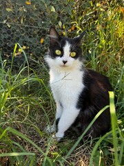 black cat on the grass