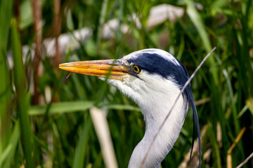 Grey Heron, Ardea cinerea, hunting in the lake.