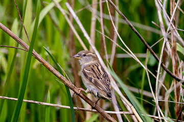 Portrait of female house sparrow (passer domesticus) perched on bush branch