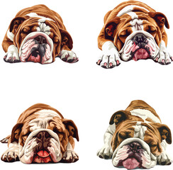 Obraz premium Brown and white bulldog lying on the floor its tongue out