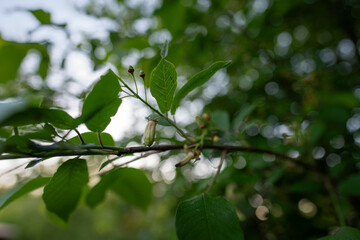 Common milk thistle fruits on the tree.