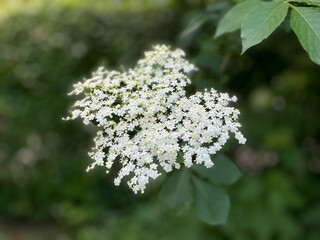Blooming Elderflower flowers in spring summer garden park close up