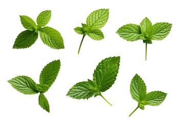 different types of fresh mint leaves, isolated