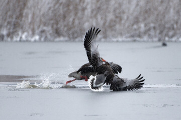 Two greylag geese land and struggle on a frozen sea ice and almost tumble on to each other with snow covered reeds on the background.