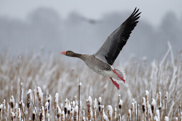 Greylag goose take-off above snow topped reeds after late April heavy snowfall in Helsinki, Finland in coldest blackberry winter in decades.