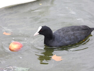 coot on water with apple