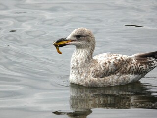Seagull on the water with something in its beak