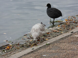 Seagull and coot on the shore