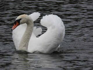 A white swan swims