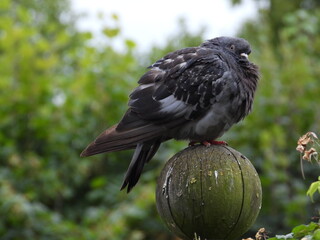 A pigeon on a wooden ball