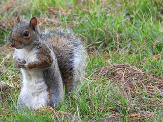 The squirrel is standing on the grass