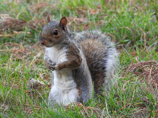 The squirrel is standing on the grass