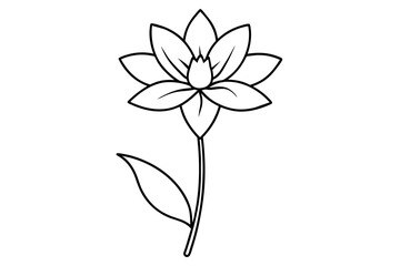 xeranthemum flower vector illustration