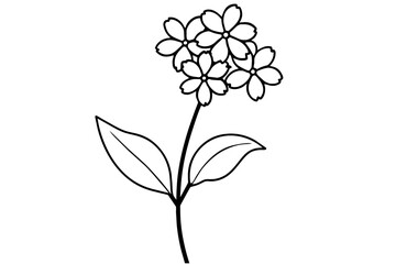 verbena flower vector illustration