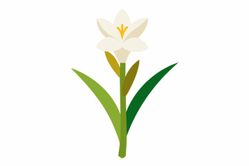 tuberose flower vector illustration