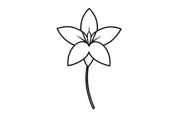 tuberose flower vector illustration