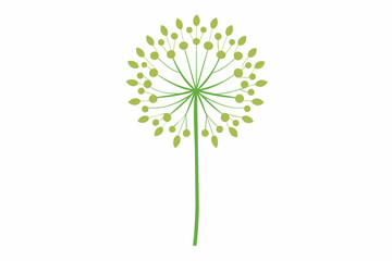 queen anne's lace flower vector illustration