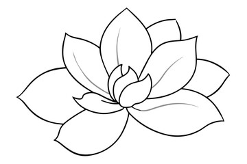 magnolia, flower vector illustration