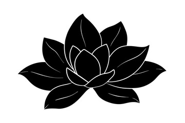 magnolia, flower vector illustration