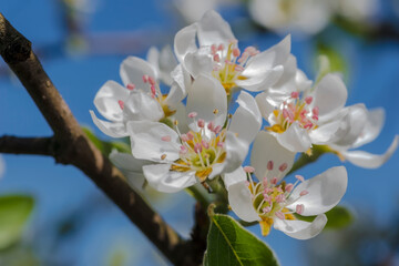Piękne wiosenne kwiaty jabłoni na tle błękitnego nieba. Różowawe wiosenne kwiaty drzew...