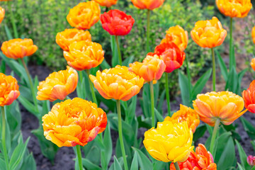 Blooming yellow orange peony shaped tulips flowers in garden outside. Double tulip variety, Double Beauty of Apeldoorn. Spring time, nature gardening, floral background.
