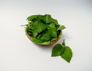Wild vegetables, green leaves close-up, white background