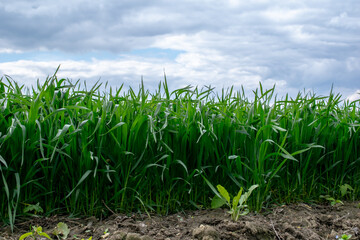 sprouting grain, the edge of agricultural crops