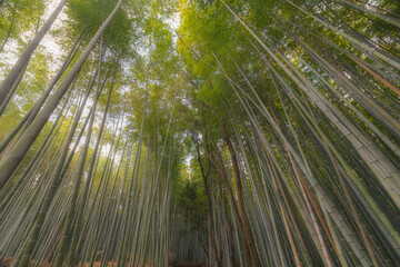 Bamboo Forest