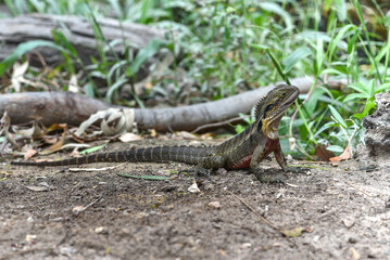 Intellagama lesueurii