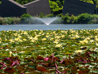 植物園の池に咲く睡蓮と噴水