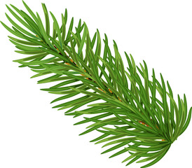 Pine tree branch realistic  illustration. Fir twigs with green needles isolated on transparent background,png. Winter holiday evergreen decoration, spruce or cedar elements,