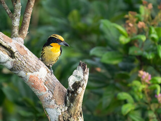 Gilded Barbet on tree trunk against green background